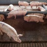 Projeto que repactua repasses da atividade pecuarista entre municípios avança na Câmara
