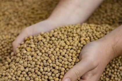 Soja e Trigo Registraram Variações de Preços no Paraná e Rio Grande do Sul (21/07)