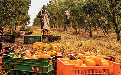 Agro cria 30,5 mil empregos formais em junho, impulsionado pelos cultivos de laranja e café