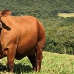 Preços do boi gordo, frango e suínos sofrem ajustes em agosto