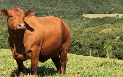 Preços do boi gordo, frango e suínos sofrem ajustes em agosto