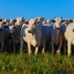 VBP da produção agropecuária atinge R$ 1,39 trilhão em julho de 2026 (julho de 2026)