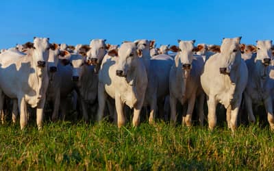 VBP da produção agropecuária atinge R$ 1,39 trilhão em julho de 2026 (julho de 2026)