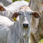 Boi gordo hoje: confira cotações para esta quinta-feira (3)