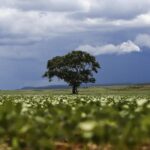 Crédito rural acumula R$ 65,7 bilhões nos primeiros dois meses da safra 2026/2027