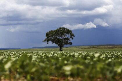 Crédito rural acumula R$ 65,7 bilhões nos primeiros dois meses da safra 2026/2027