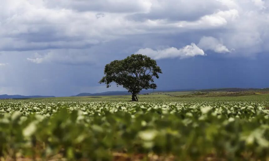 Crédito rural acumula R$ 65,7 bilhões nos primeiros dois meses da safra 2026/2027