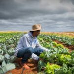 Frente Parlamentar da Agropecuária pede ajustes na renegociação de dívidas rurais