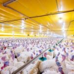 México suspende importações de aves brasileiras após surto de Newcastle em Santa Catarina