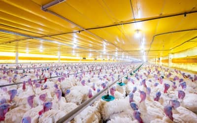México suspende importações de aves brasileiras após surto de Newcastle em Santa Catarina