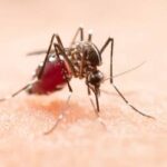 Dengue: casos prováveis caem 70% no Brasil em 2026
