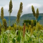 Goiás projeta crescimento de 7,8% na produção de grãos para safra 2026/27 (22 de outubro)