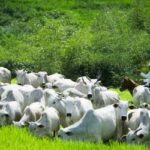 Rebanho bovino brasileiro cai 1,7% em 2025, mas recorde de produção e exportação mantém otimismo