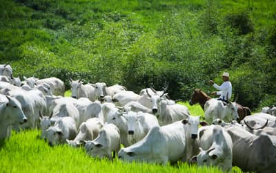 Rebanho bovino brasileiro cai 1,7% em 2025, mas recorde de produção e exportação mantém otimismo